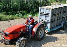 "I frutti di Melannurca vengono colti dagli alberi quando sono ancora acerbi e posti a maturare in speciali "melai"."