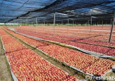 Uno dei 5 melai della OP Giotto, aderente alla AOP Serena. Qui le mele vengono deposte con cura su letti di trucioli (un tempo si usava la paglia), dove completano la maturazione grazie alla luce e al calore del sole.