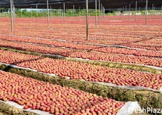La fase di arrossamento dura diversi giorni (circa una decina).