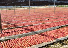 Il processo di maturazione, oltre a conferire alla Melannurca il suo caratteristico colore rosso brillante, ne esalta il gusto, che assume un aroma pregiato e unico.