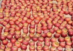 Mele in fase di arrossamento sulla parte superiore.