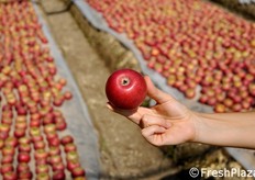 Il fondo delle mele ha gia' assunto la sua colorazione definitiva.