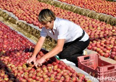Per un arrossamento uniforme, i frutti vengono girati a mano almeno due o tre volte a distanza di qualche giorno, esponendone di volta in volta la parte ancora verde al sole.