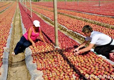 Mani esperte e rapide svolgono questa delicata operazione, la quale comunque incide notevolmente (per un 50 per cento) sul costo totale di produzione, che risulta praticamente raddoppiato rispetto a quello di una qualsiasi altra varieta' commerciale di mela.