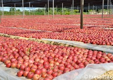 "Questo melaio si estende su una superficie di 3 ettari. Tuttavia quest'anno e' stato utilizzato solo alla meta' della sua capacita' totale. Per problemi climatici, infatti, che hanno colpito l'allegagione un po' di tutte le mele rosse, la produzione 2012 di Melannurca segna un calo del 60 per cento nei volumi raccolti. "Prevediamo infatti un quantitativo di sole 20.000 tonnellate, contro una media che di solito si aggira sulle 50.000 ton", dichiara Gennaro Galdiero."