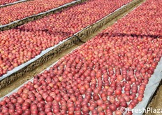 "D'altra parte, il minor carico di mele sulle piante ha favorito i calibri dei frutti raccolti quest'anno, che si presentano decisamente superiori. In foto, la caratteristica "baulatura del terreno", rialzato e coperto da uno strato di trucioli."