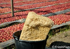 "I "pani" di trucioli utilizzati nell'operazione di preparazione del "letto" sul quale vengono deposte le mele."