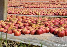 "Tra la mela e il suo "letto" di maturazione viene interposto uno strato di "tessuto non tessuto", per ulteriore protezione del delicato frutto da possibili abrasioni o scalfiture."