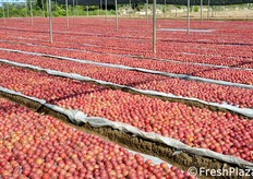 La raccolta della Melannurca presso la AOP Serena e' cominciata lo scorso 20 settembre 2012 e proseguira' almeno fino al 20 ottobre, a seconda dell'ubicazione pedoclimatica dei meleti che forniscono il prodotto.