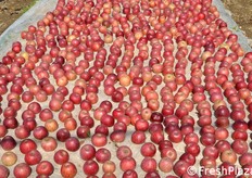 Arrivederci a tutti dalla Melannurca campana IGP!