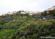 Il panorama tipico della Costiera, con i terrazzamenti coltivati prevalentemente a limoneti su un versante e a castagne sull'altro. Le reti nere che si vedono in foto sono poste a protezione dei limoni.