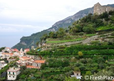 La zona di produzione del Limone Costa d'Amalfi IGP comprende l'intero territorio del comune di Atrani; parte del territorio dei comuni di Amalfi, Cetara, Conca dei Marini, Furore, Maiori, Minori, Positano, Praiano, Ravello, Scala, Tramonti e Vietri sul Mare. Qui ci troviamo a Scala, uno dei paesi piu' antichi della Costiera e uno dei piu' alti sul livello del mare.