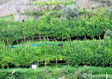 Dal primo novembre di ogni anno al 31 gennaio dell'anno successivo, il disciplinare di coltivazione del Limone Costa d'Amalfi IGP impone un periodo di fermo biologico, allo scopo di favorire la normale fioritura delle piante.