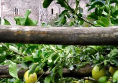 I limoneti si affacciano sullo splendido panorama di questi luoghi incantevoli.