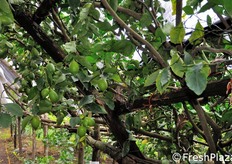 Le condizioni di produzione nei limoneti sono particolarmente difficoltose. Su terreni scoscesi e abilmente terrazzati mediante muretti di massi (detti 'macere'), gli alberi di limone vengono sostenuti e protetti da impalcature di pali di castagno. Difesi dalle intemperie, i limoni si conservano sugli alberi molto a lungo.