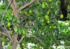 Questi limoni stanno crescendo ora e saranno pronti per essere raccolti la prossima stagione. Data la conformazione del territorio e la diversa esposizione e altitudine dei limoneti, la raccolta viene scaglionata in diversi momenti dell'anno.