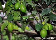 Limoni in fase di sviluppo.