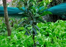 Una pianta di limone selvatico. Opportunamente innestata con una marza della varieta' Sfusato Amalfitano provvedera' negli anni futuri a fruttificare e ringiovanire il limoneto.