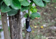 Un dettaglio dell'innesto.