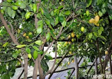 Anche qui, accanto ai limoni gialli e pronti per la raccolta, si vedono anche quelli verdi che saranno pronti l'anno prossimo.