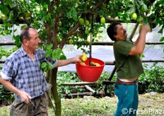 I cesti vengono appesi ai rami, in modo che i raccoglitori possano agevolmente deporvi i frutti.