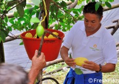 "Carlo De Riso valuta uno degli esemplari appena raccolti e spiega: "La concimazione di queste piante e' completamente naturale e la produzione non prevede particolari trattamenti. Cio' si nota anche nella difformita' dei limoni raccolti, che sono esattamente come natura crea. La rugosita' della buccia, la forma alle volte bitorzoluta e le dimensioni superiori alla media sono tutti segni dell'autenticita' e rusticita' dei nostri limoni. Se ci si aspetta uniformita' e levigatezza, allora non si sta parlando di un prodotto al 100 per cento naturale"."