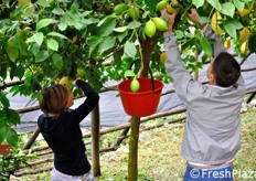 Anche due giovani partecipanti al tour si uniscono con entusiasmo alle operazioni di raccolta.