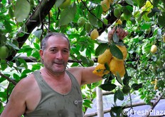 "Uno dei raccoglitori mostra un "grappolo" davvero notevole di limoni. Lo Sfusato Amalfitano e' infatti di dimensioni medio/grosse, con un peso non inferiore a 100 grammi."