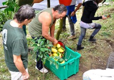 Fase di riempimento delle casse per il trasporto dei limoni. I raccoglitori provvedono poi fisicamente anche a tale operazione, assai faticosa, che comporta il carico a spalla delle ceste e la percorrenza a piedi di tratti in forte pendenza, con presenza di scale in pietra, viottoli, sentieri sterrati in salita.