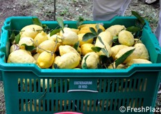 Una cesta pronta per la pesatura e il trasporto.