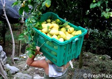 "Come spiega Carlo De Riso: "Oggi, per taluni limoneti particolarmente distanti dalle strade e dove la morfologia del terreno lo consenta, abbiamo avviato anche un servizio di trasporto mediante muli. Purtroppo non e' sempre possibile avvalersi degli animali, in specie dove i sentieri sono troppo stretti"."