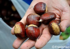 Proprio in localita' Scala si tiene ad ottobre la Sagra della Castagna.