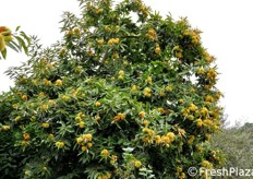 Un imponente castagno.