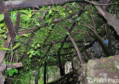 Attraversiamo un altro limoneto.