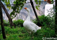 "Il pettoruto "cane da guardia" del limoneto."