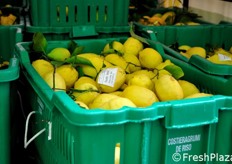 Il codice di tracciabilita' del sito produttivo dove i limoni sono stati raccolti.