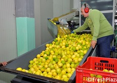 La fase della selezione e della calibratura del prodotto viene effettuata da mani esperte.