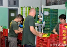 Operazioni di confezionamento. Molti membri della numerosa famiglia De Riso lavorano in questo stabilimento.