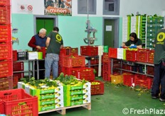 Complessivamente, la produzione di limoni a marchio IGP raggiunge un milione di kg l'anno.