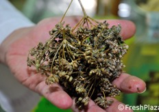 Un mazzetto di finocchietto selvatico, utilizzato per la preparazione di altri liquori.