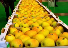 La vicina regione Trentino, raccoglie mezzo milione di tonnellate di mele, rendendo cosi' Bolzano e Trento i primi produttori italiani, con una percentuale pari al 70 per cento del totale nazionale.