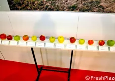Le mele in fase di sviluppo e sperimentazione presso i vivai Johan Nicolai (Belgio).