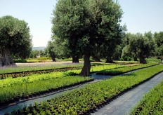 L'azienda agricola Ortoflora, a conduzione familiare, nasce nel 1983 a Fasano (BR) in Puglia, nella piana dei maestosi olivi secolari, sulla spinta del suo fondatore ed oggi titolare Angelo Mileti. Angelo e' affiancato nel suo lavoro da Pasquina Mileti (uff. direzionale e amministrativo) e da Leonardo Mileti (agronomo).