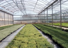 Piante di timo in vaso, allevate in ambiente protetto.