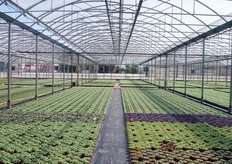 Basilico in vaso allevato in ambiente protetto. Il basilico costituisce il prodotto di punta, in quanto e' quello maggiormente richiesto dal mercato.