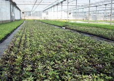 Oltre al basilico, Ortoflora produce una vasta gamma di specie aromatiche e varieta', come rosmarino, salvia (officinale, majesty, king, tricolor, ecc.), timo (limone verde e variegato, silver, vulgaris), erba cipollina, menta (italiana, marocchina e piperita, ananas), maggiorana, prezzemolo liscio e riccio, aneto, finocchietto selvatico, levistico, origano, santoreggia, melissa, dragoncello, mirto, alloro, peperoncino ornamentale. In foto, piante di peperoncino in vaso, allevate in ambiente protetto.