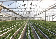 Il basilico viene prodotto sia in vaso (diametro 10 e 14 cm) che a foglia per il consumo fresco.