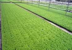 Ortoflora ha in produzione diverse varieta' di basilico (genovese, greco, rosso, ecc.).