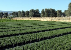 Produzione all'aperto di erbe aromatiche in vaso. Queste coltivazioni coprono una superficie di 8 ettari, intorno al corpo centrale dell'azienda. La loro adiacenza al sito di lavorazione fa si' che il passaggio tra la raccolta e il confezionamento sia immediato, riducendo al minimo i tempi per il successivo stoccaggio prima della spedizione.