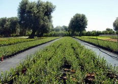 La posizione geografica dell'azienda, situata nella piana dei maestosi olivi secolari che discende verso il mare di Fasano, racchiusa tra il Mar Adriatico e la Murgia pugliese, fa si' che le particolari condizioni microclimatiche siano ottimali per le coltivazioni: inverni miti, con punte di freddo non prolungate, e primavere ed estati calde, con venti di maestrale o scirocco e con bassa umidita' relativa.